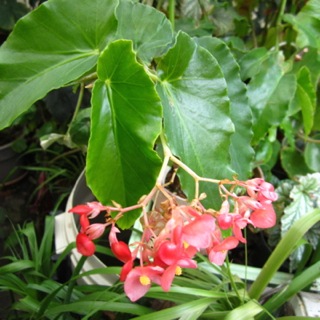 B. ‘Louisiana Cardinal’